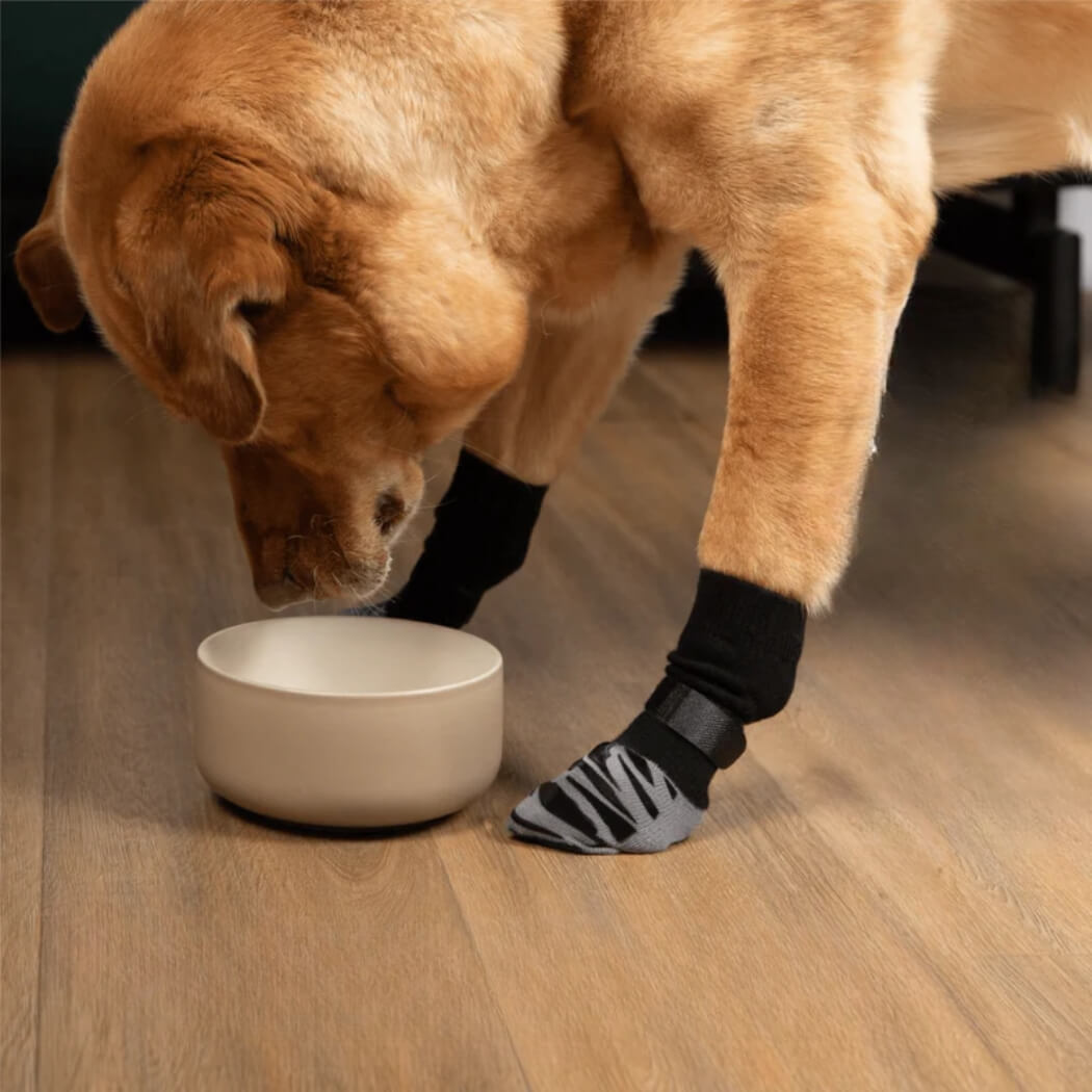 Chien portant des chaussettes antidérapantes TigerToes noires et grises, mangeant dans une gamelle sur parquet