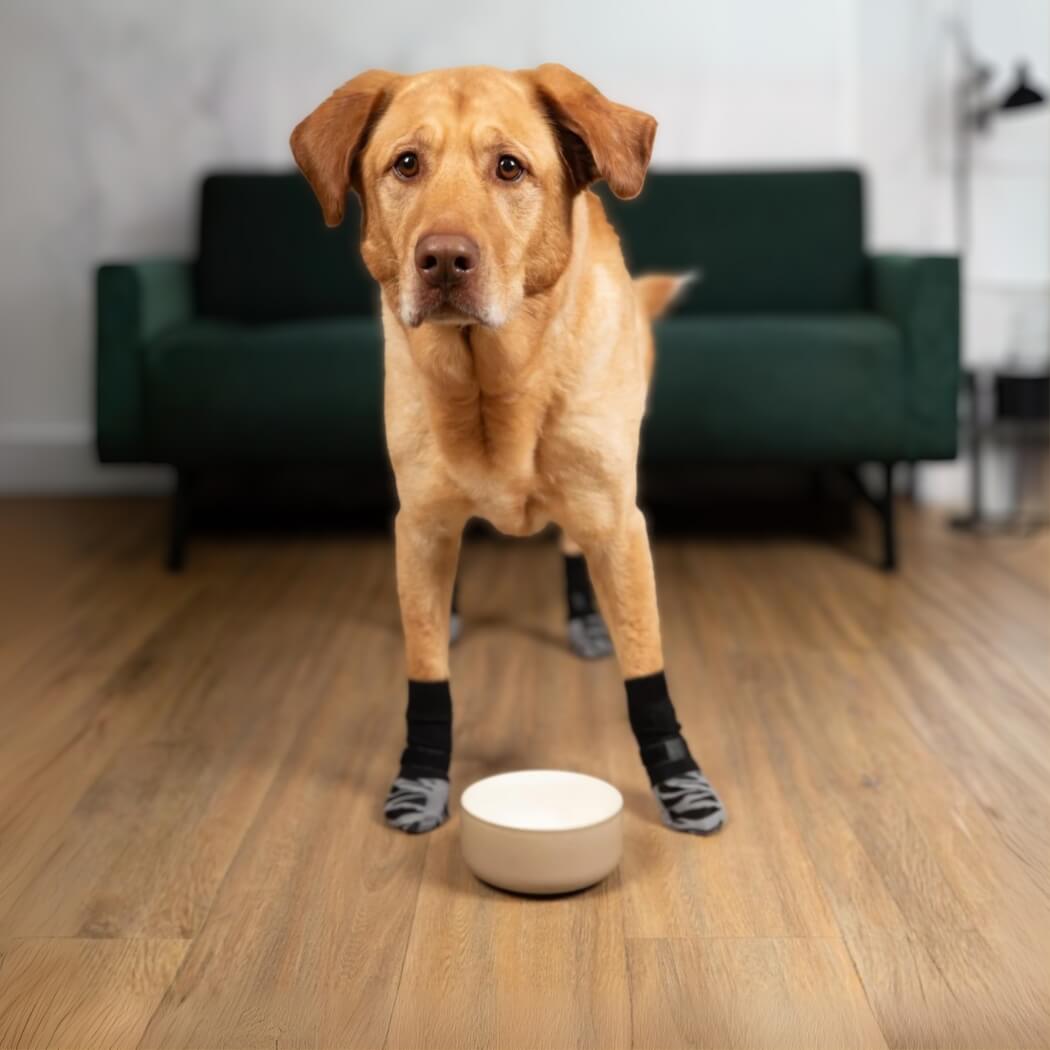 Grand chien regardant la caméra, équipé des chaussettes antidérapantes TigerToes, posé devant une gamelle