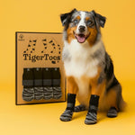 Chien assis devant la boîte TigerToes, portant les chaussettes antidérapantes Pado Family sur fond jaune